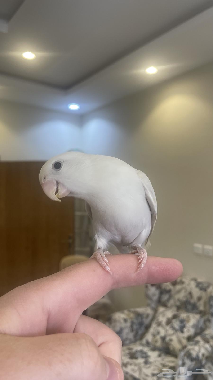 طير روز أليف64561967626371111