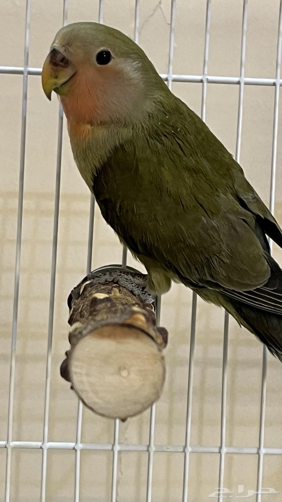 Bird of the Day64561029298947111