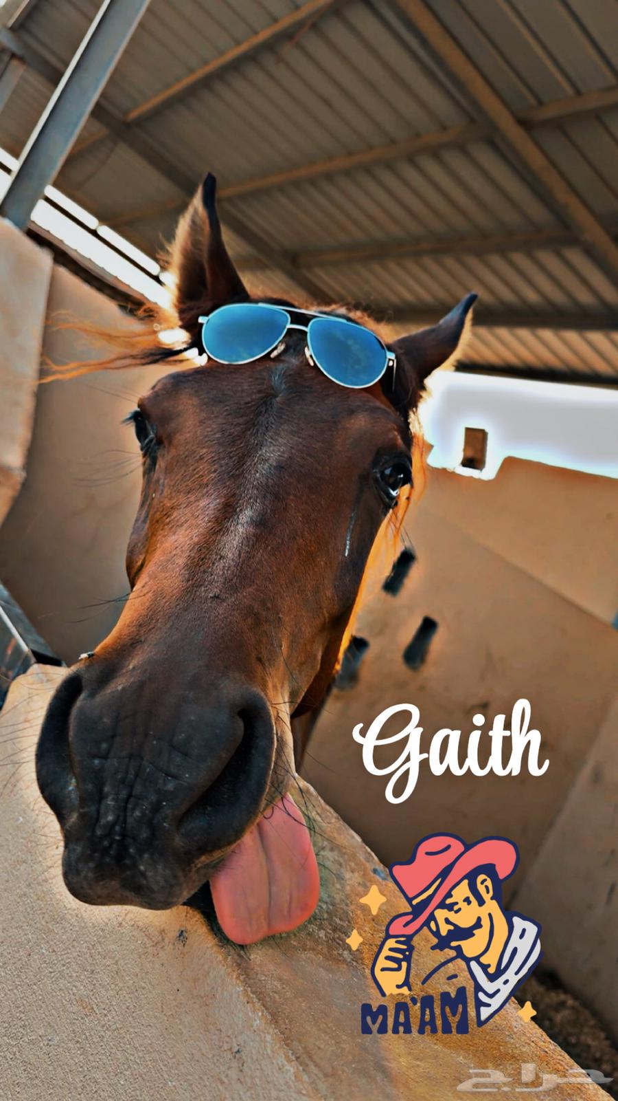 تاجير خيول ( رحلات خيول للبحر ) ابحر الشمالية64557250807683110