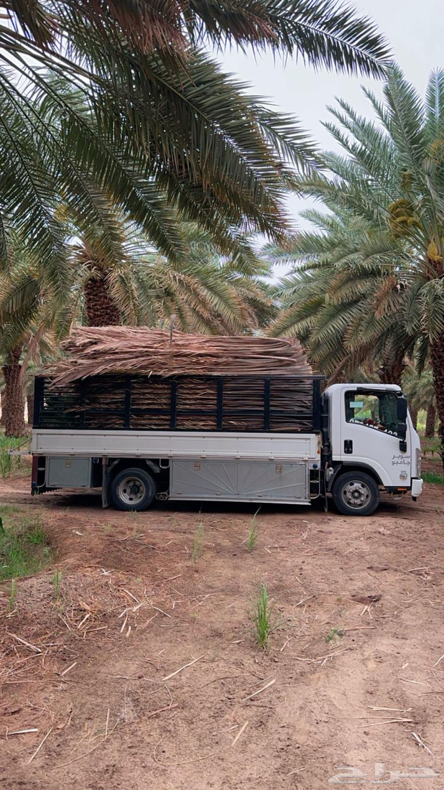 Palm fronds, date palm leaves, palm fronds for sale, delivery available to all areas64559715564417112