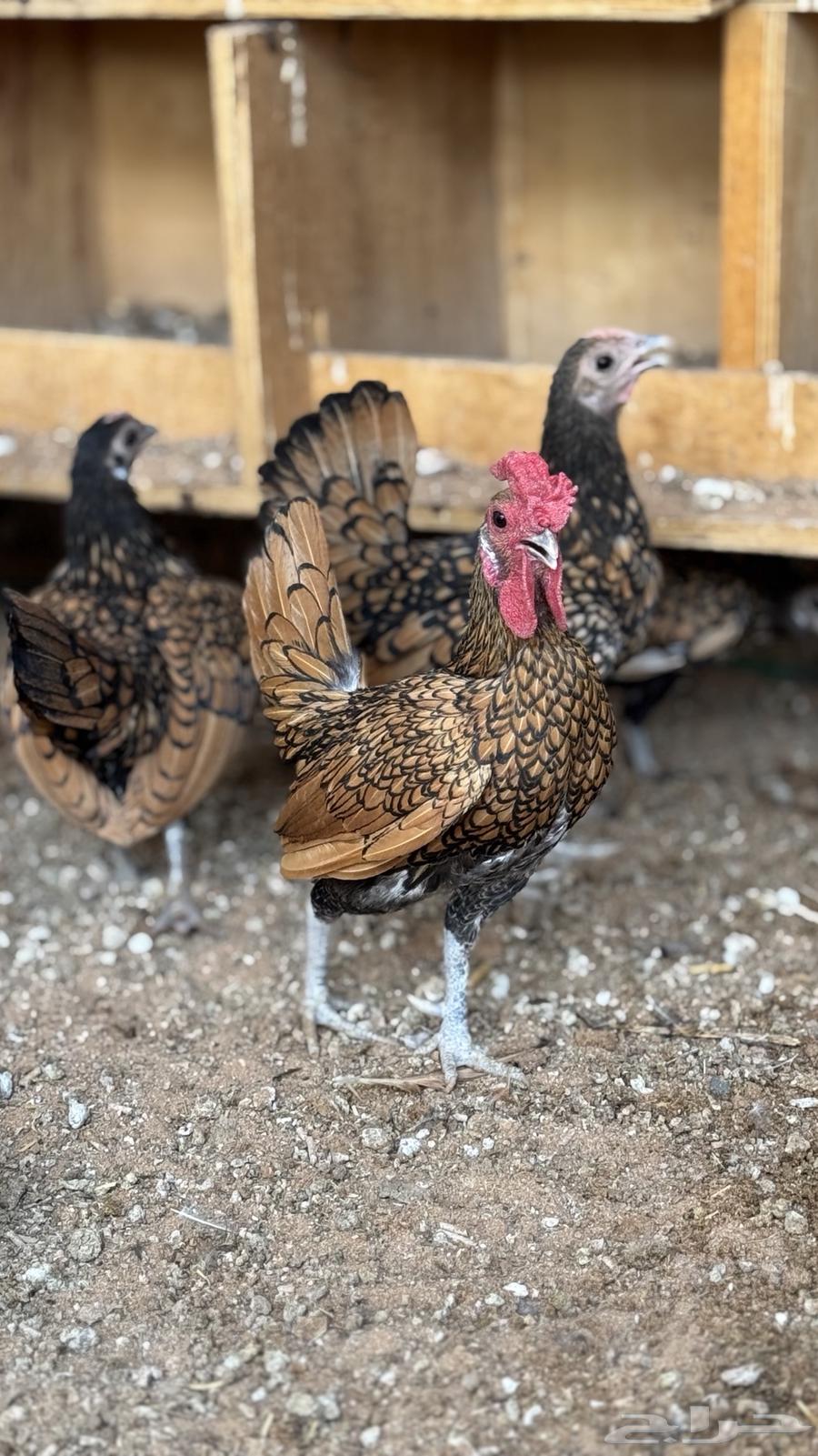 دجاج سبرايت نحاسي ( TOP) بياض64558294322433110