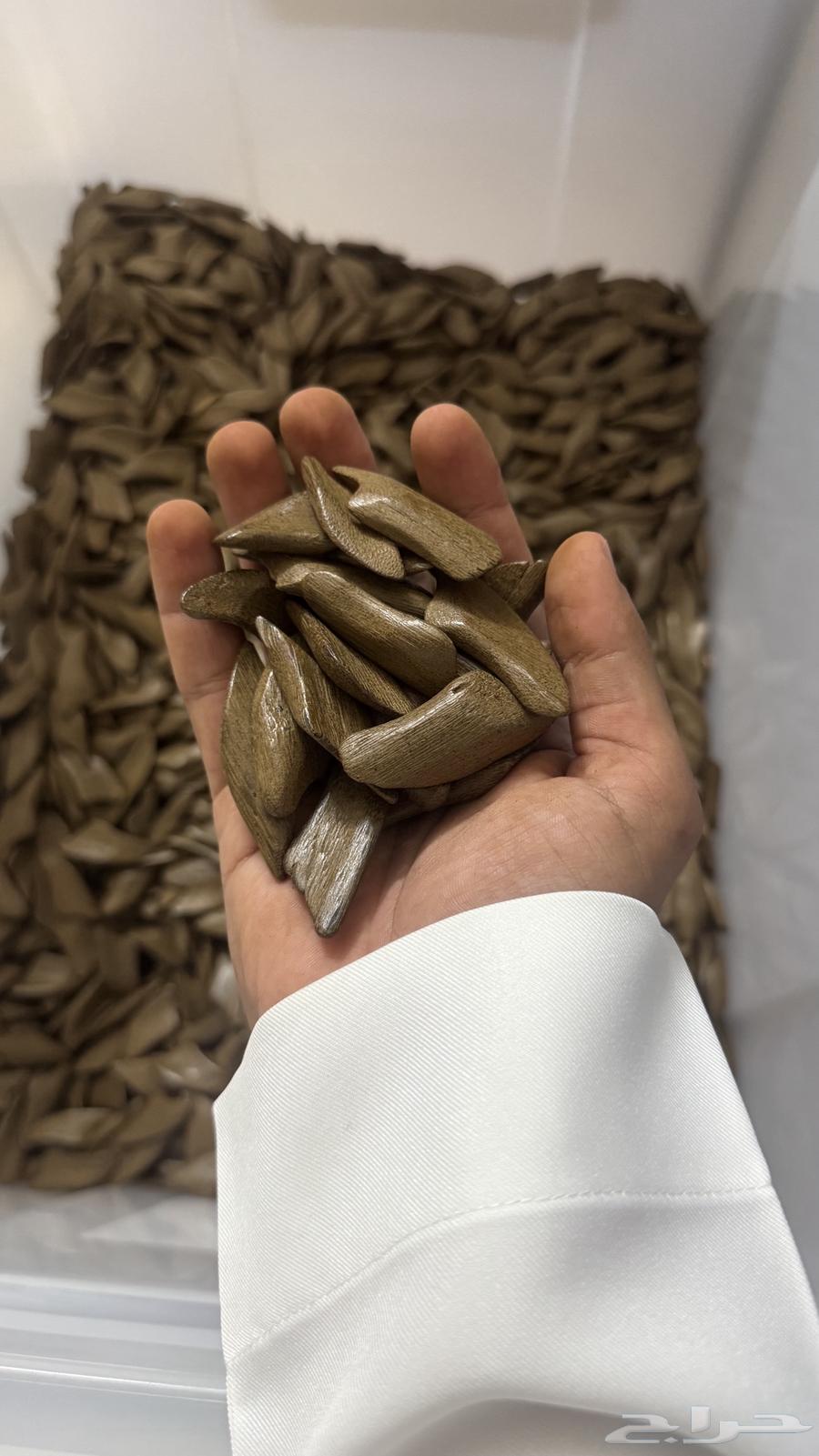 عود فتنامي فاخر64560304818818111