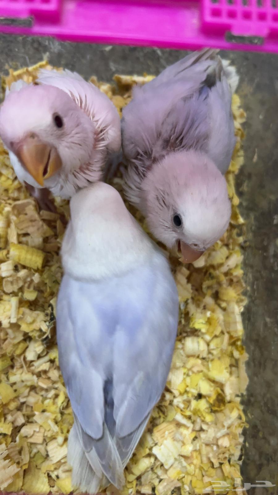 فروخ روز (تم البيع)64557326048898110