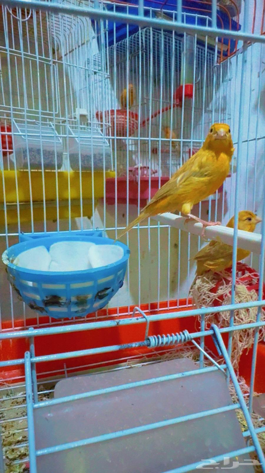 Apricot Canary Pair64561015160707111