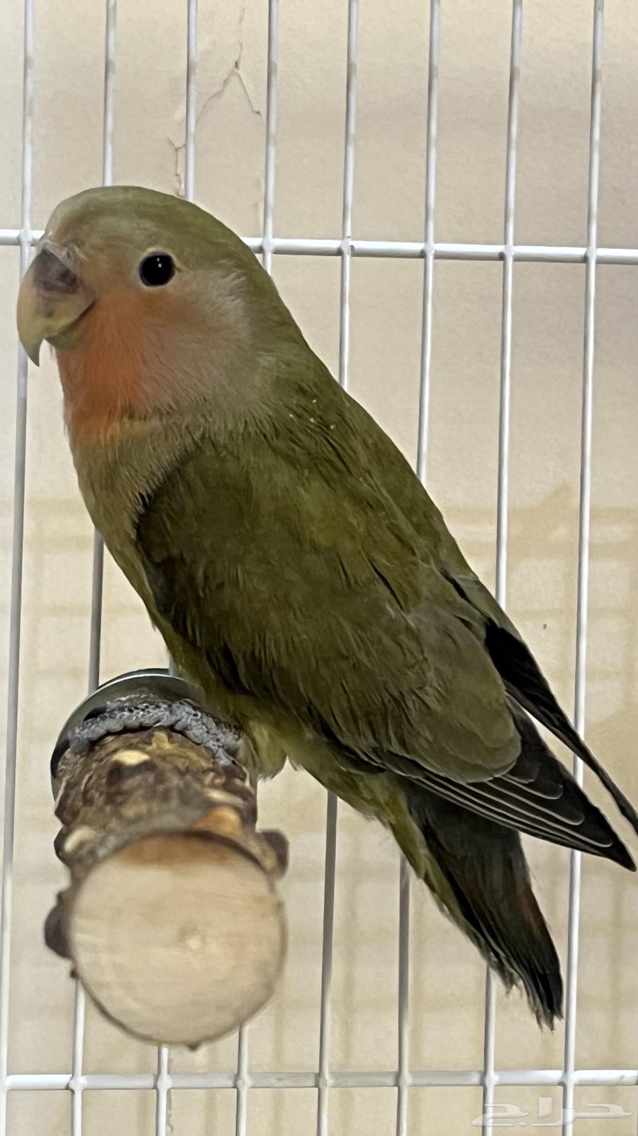 Bird of the Day64561029298947110