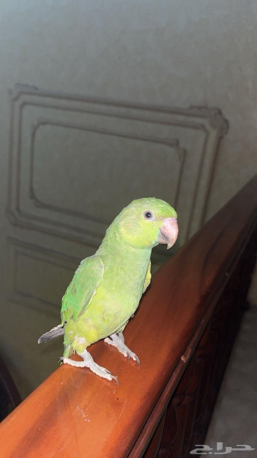 درة هندي64561545661953111