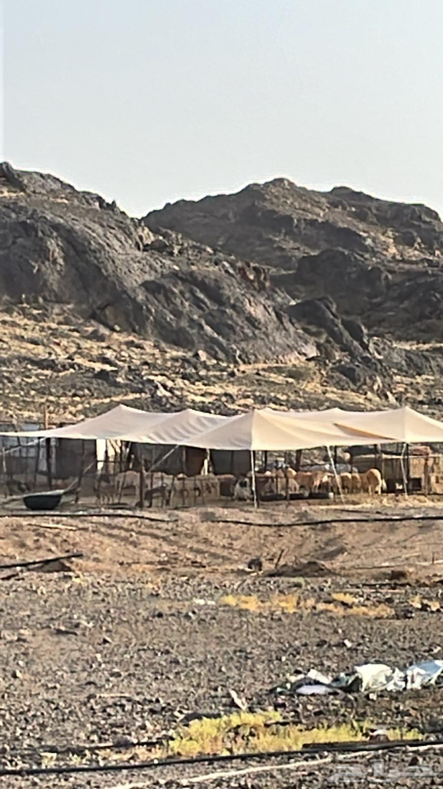 مظله للبيع عدد 264561754785411110