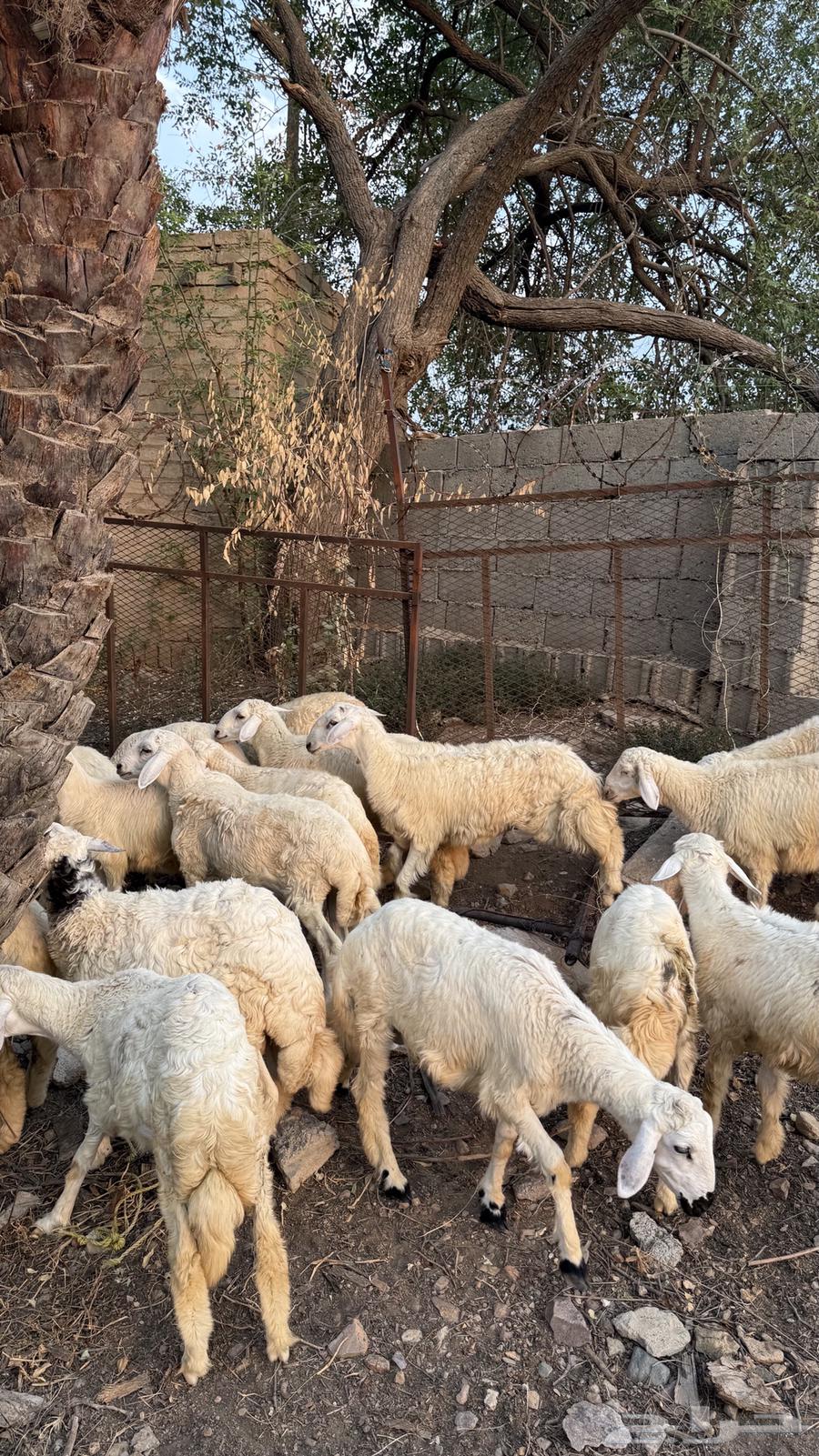 طليان للبيع العدد 1764559015299715111