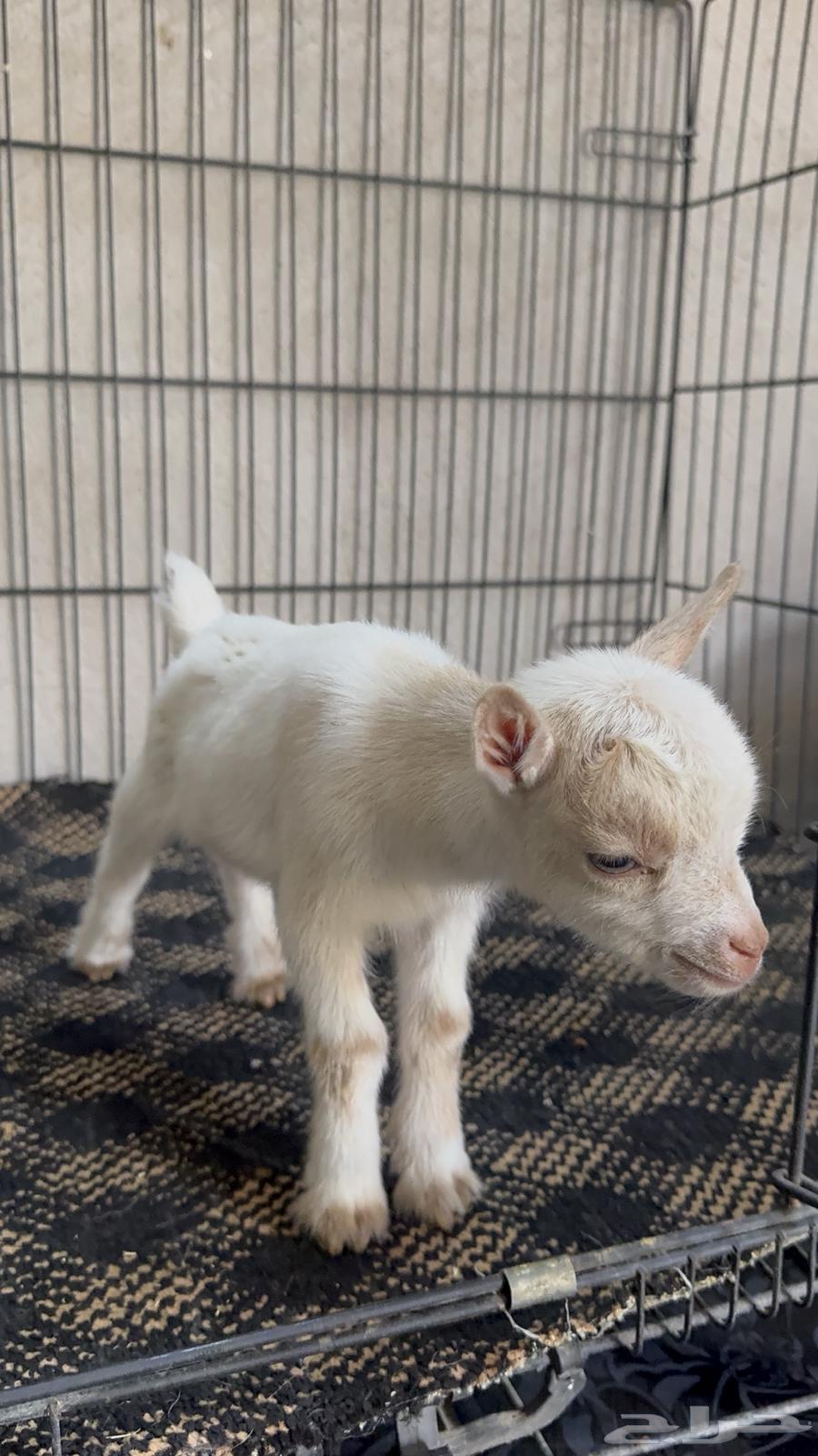 Dwarf64553638046593111