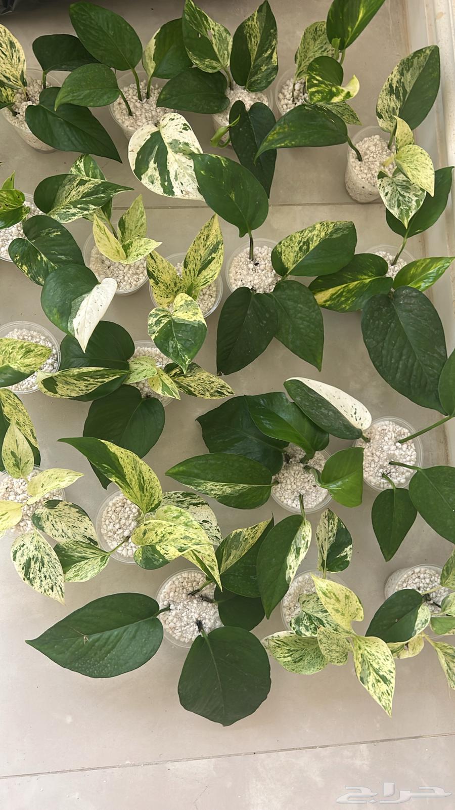 هدايا نبات البوتس الهولندي64555222066562110