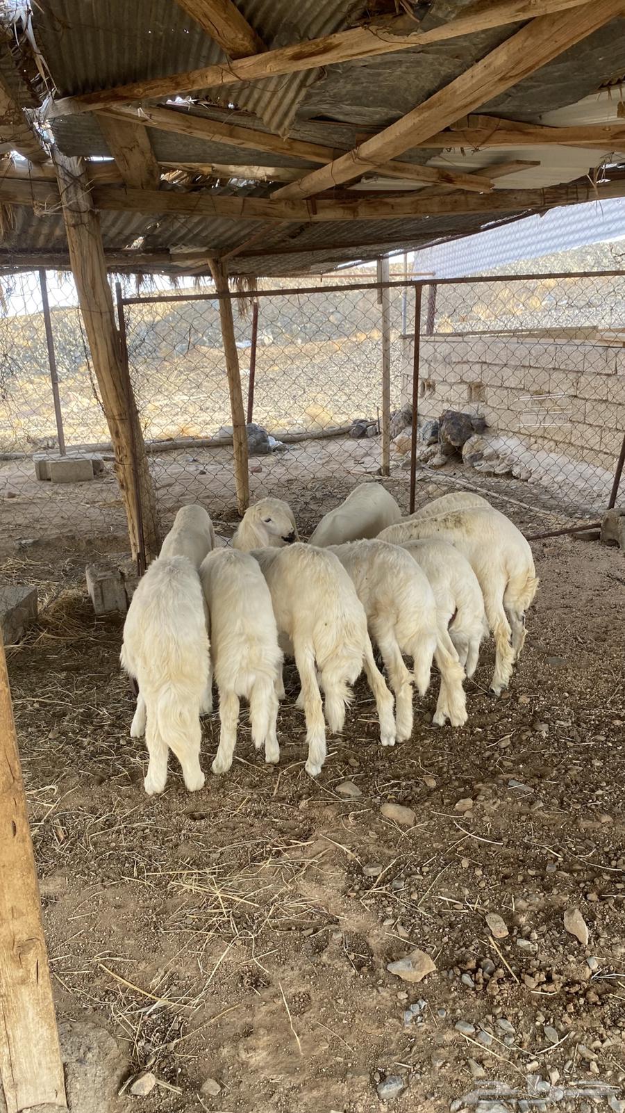 بهم كفو كله خرفان ( تم البيع )64558641926402113