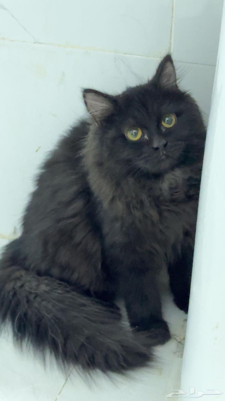 قطتين شيرازي للبيع64557280844801111
