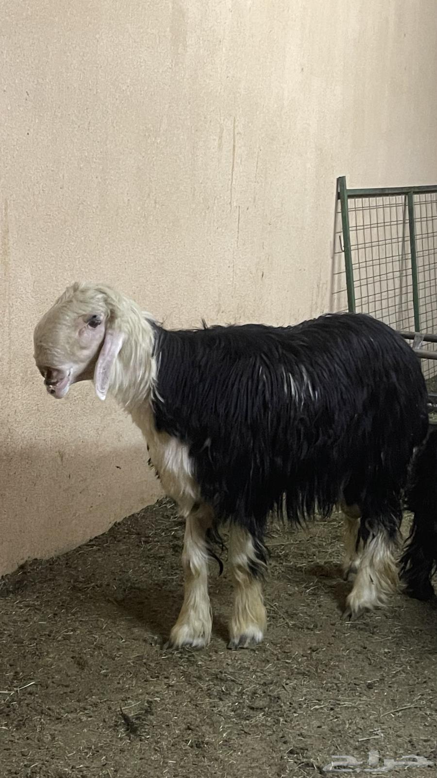 شياه نجد ( تم البيع )64562305288578113