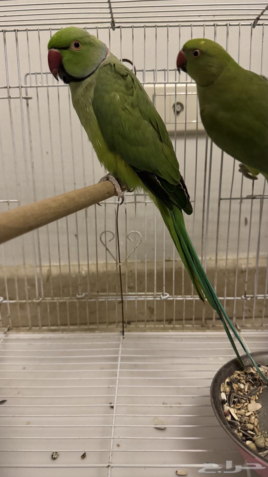 طيور الدره ذكر وانثى للبيع64560038434306111