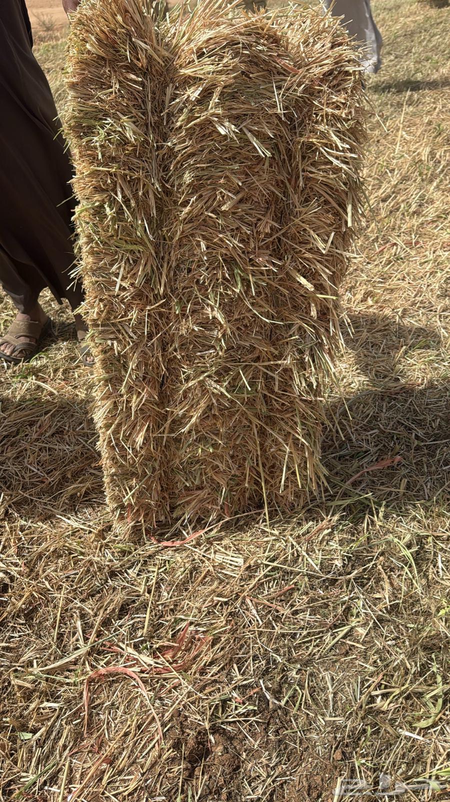 New red Gezaniah particle64557586877570110