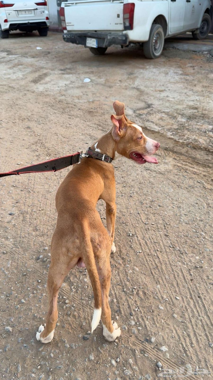 بيتبول64559351755394110