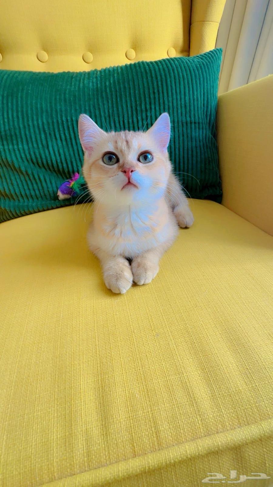 Scottish Fold and Street Kittens for Adoption at Symbolic Price64558987976707111