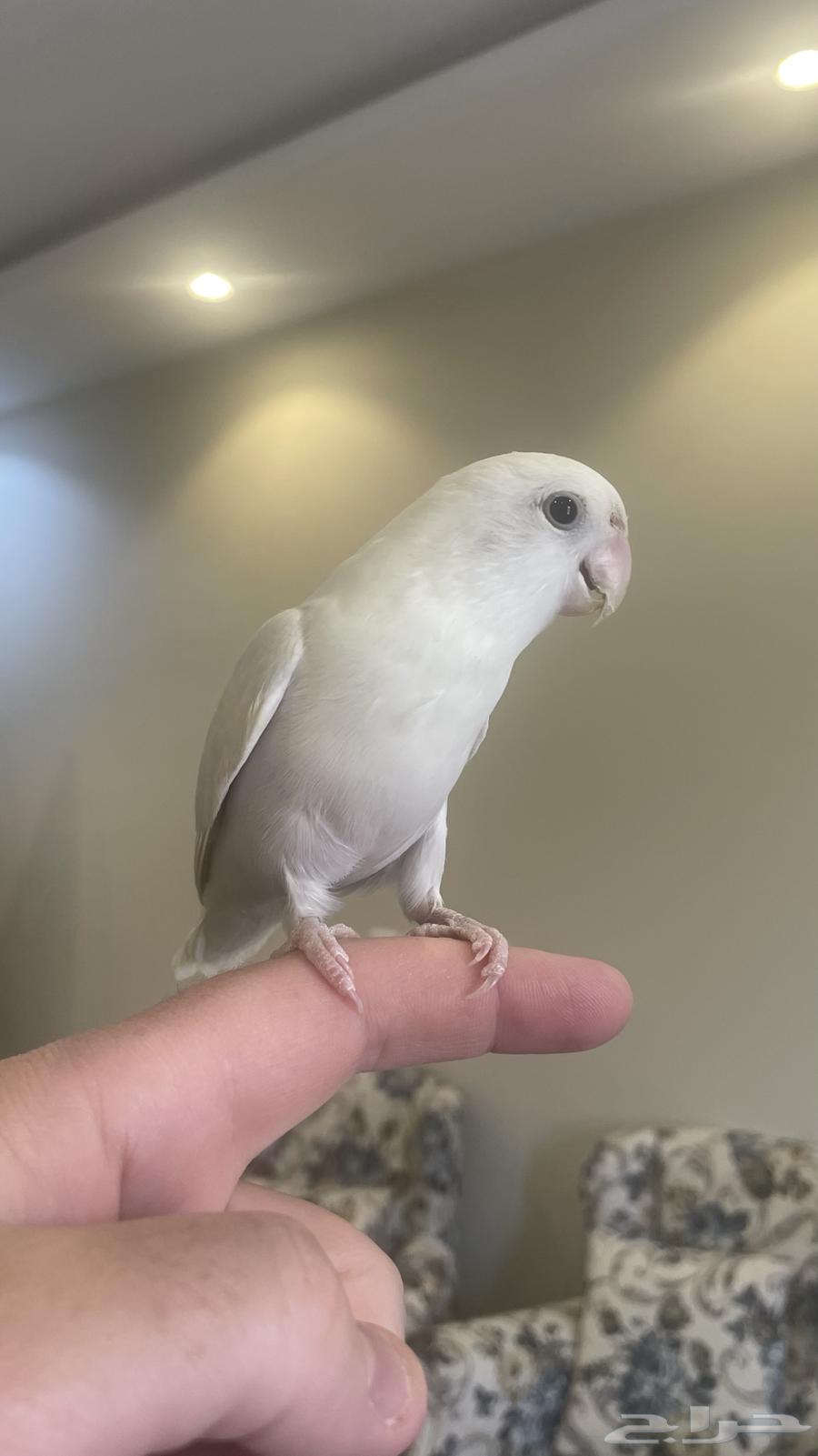 طير روز أليف64561967626371114