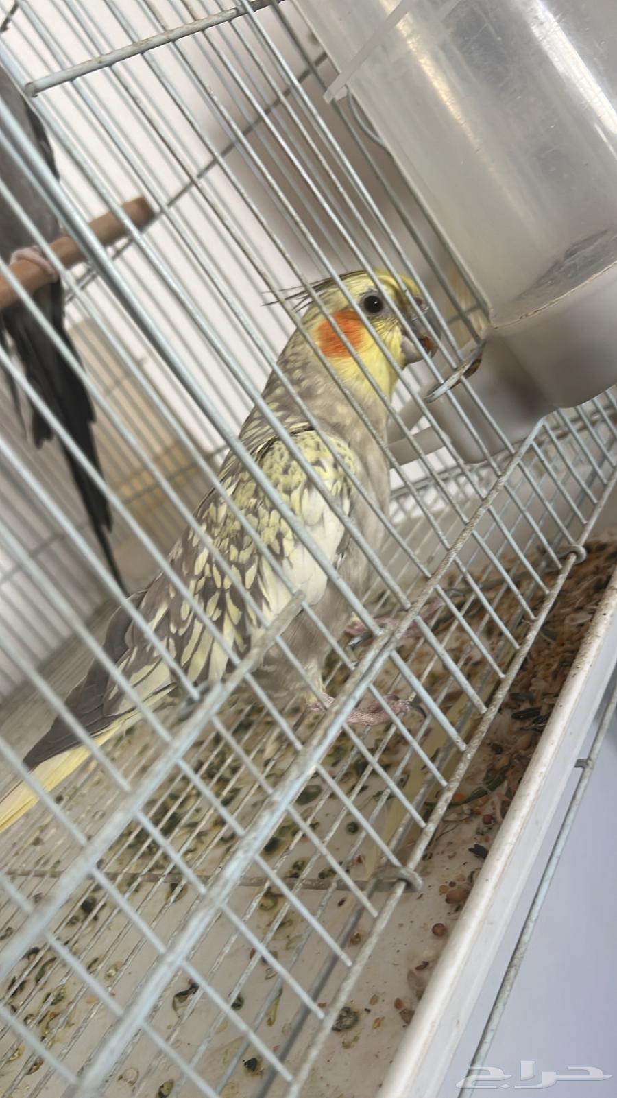 انثي كروان إيزابيل أليف و المستوي توب ماشاء الله ( تم البيع)64556902996098111