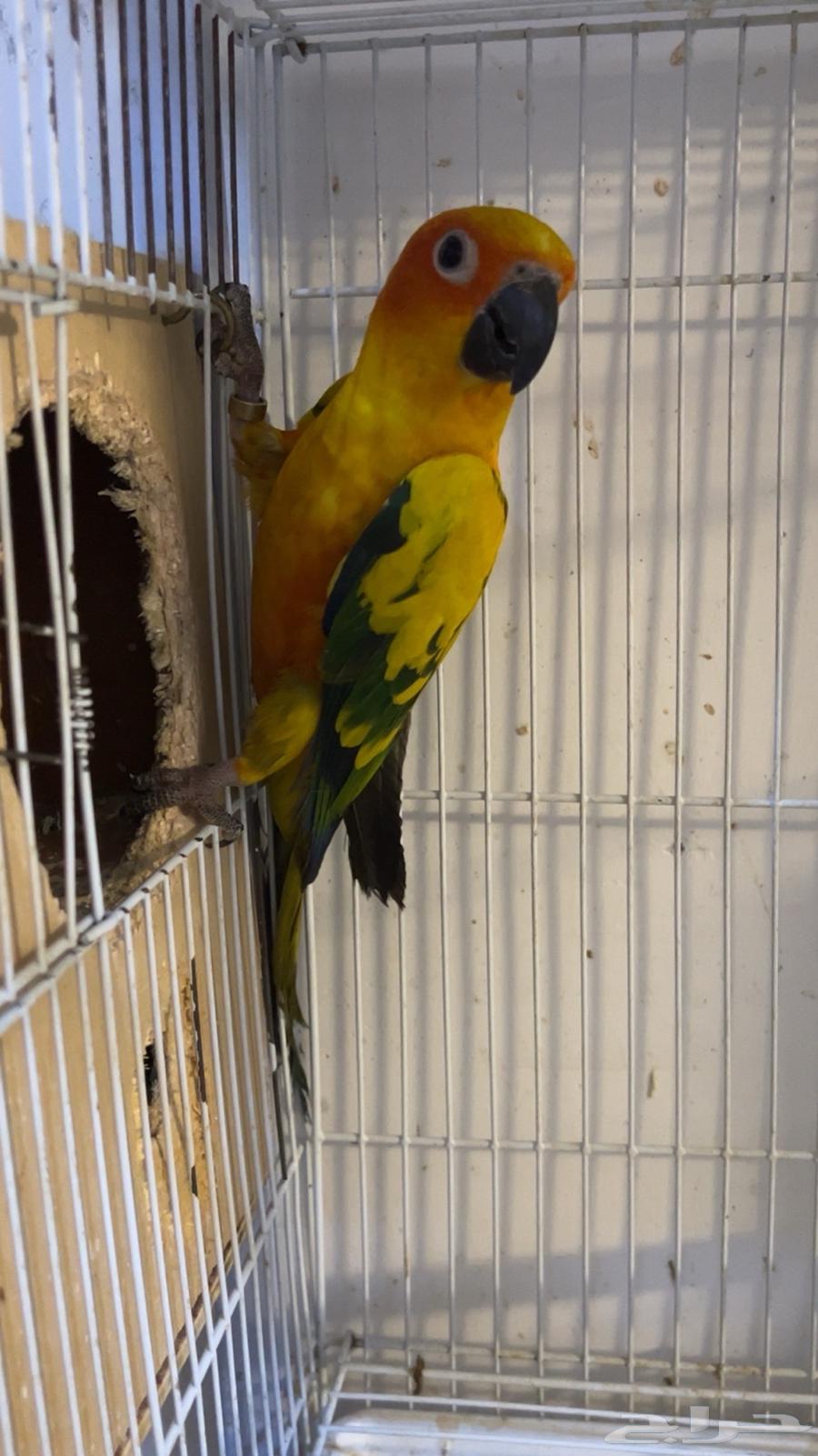 ذكر صن كنيور محلل64561740692481112