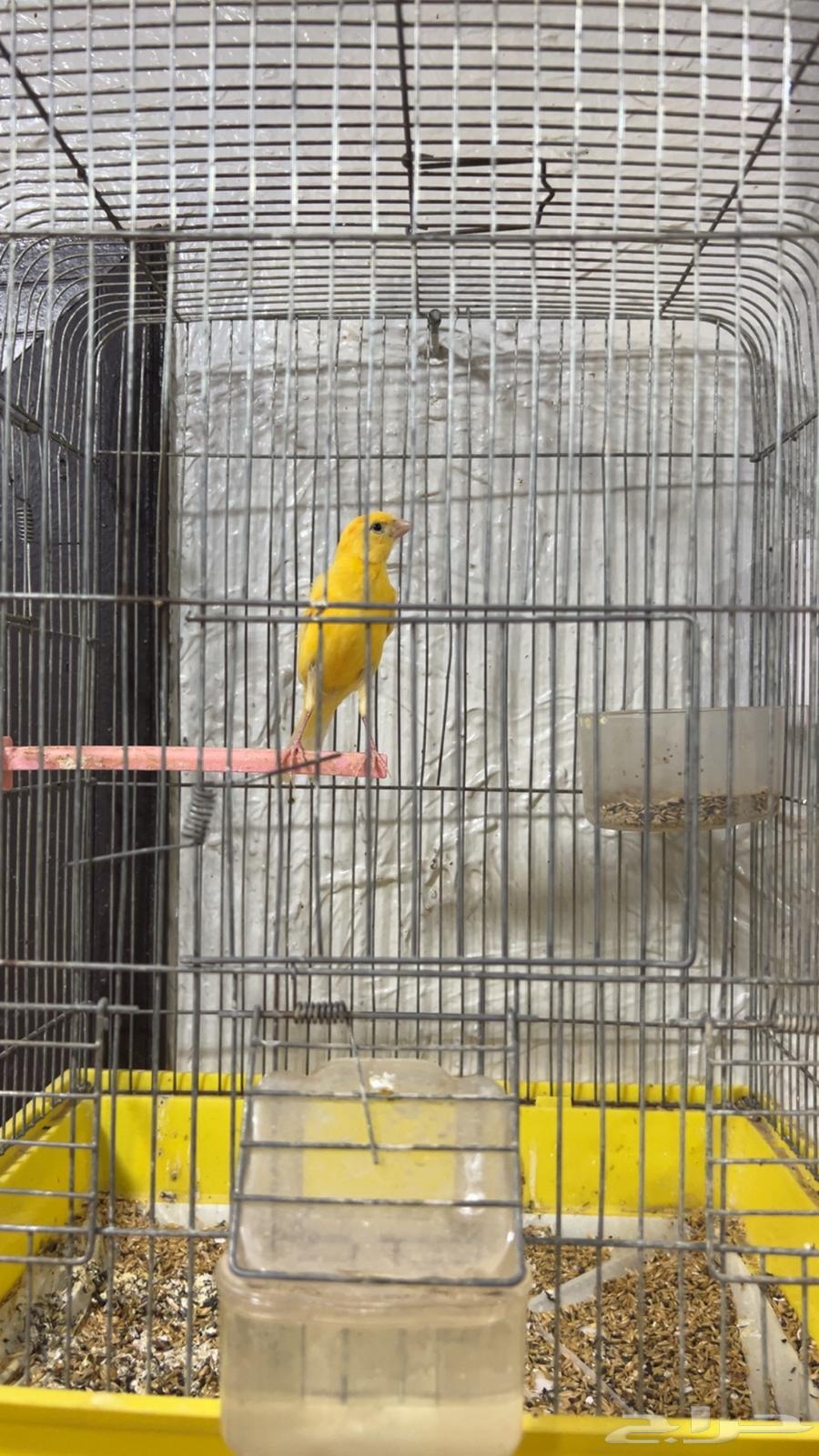 للبيع كناري ذكور تغريد64556651125379111