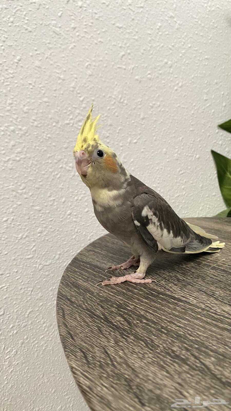 Farakh Crowan (Sold)64558211453313110