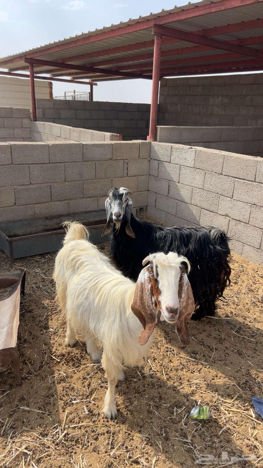 Sheep64557796367617112