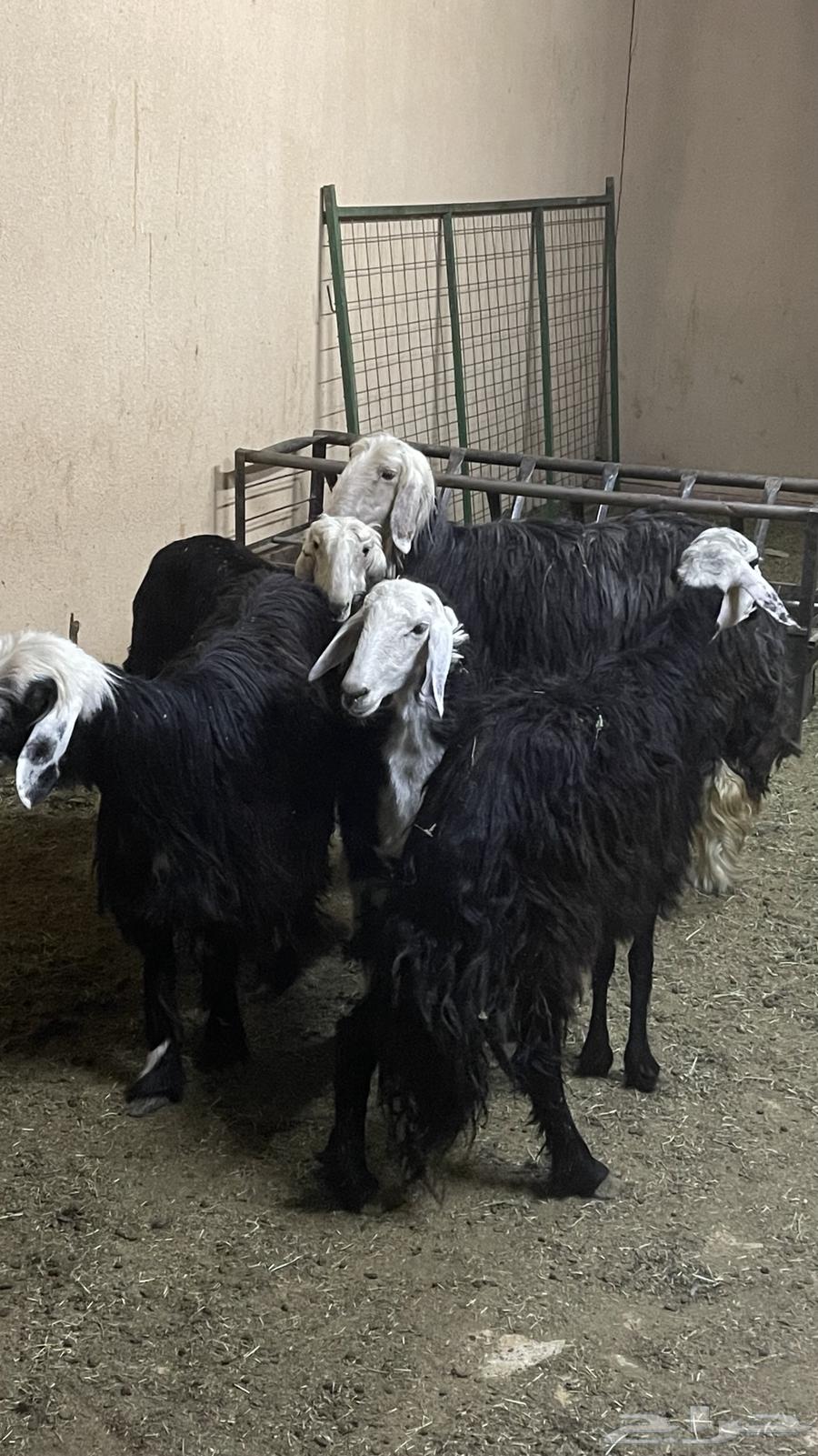 شياه نجد ( تم البيع )64562305288578110