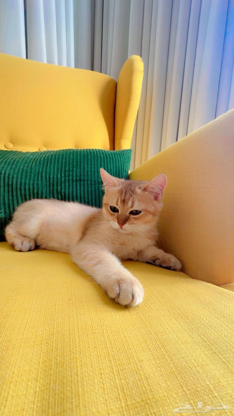 Scottish Fold and Street Kittens for Adoption at Symbolic Price64558987976707112