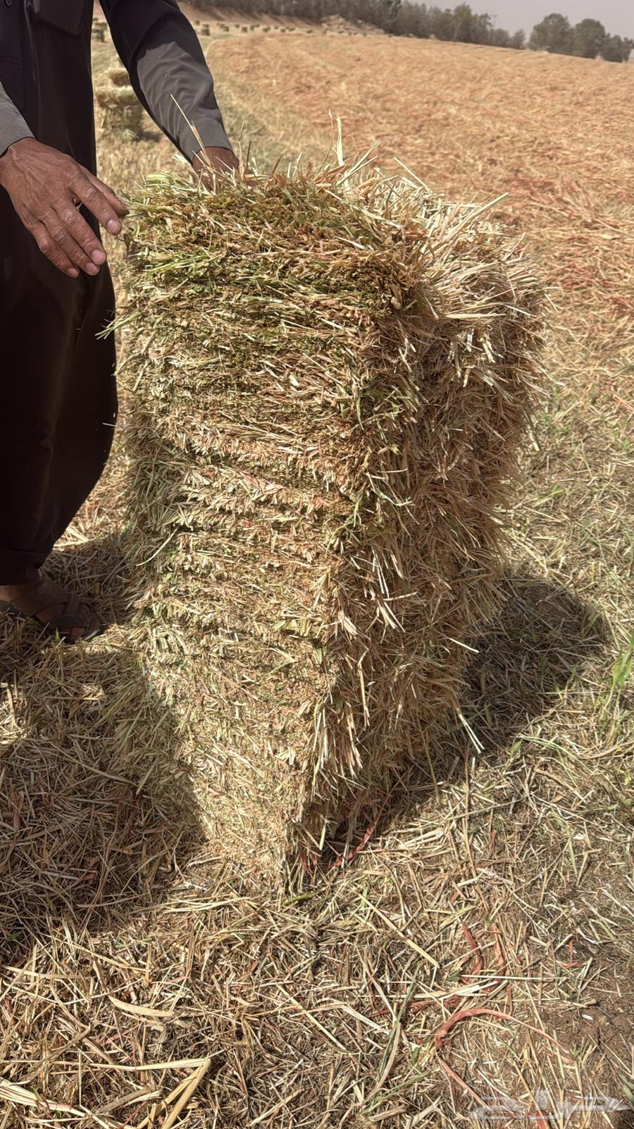 New red Gezaniah particle64557586877570112