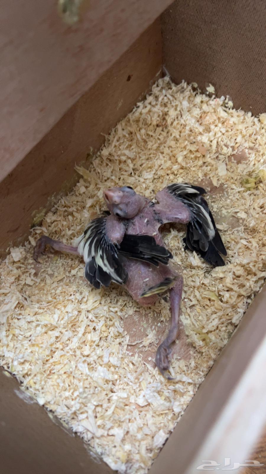 للبيع جوز كروان منتج مع فرخ64559449703171111