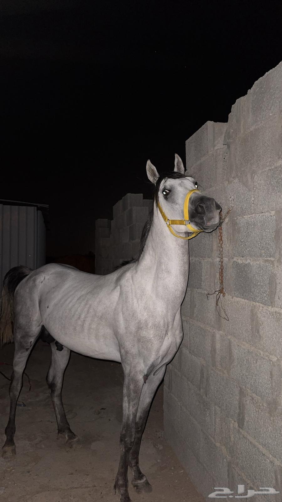 حصان كفو للبيع الحد 350064553454117891110