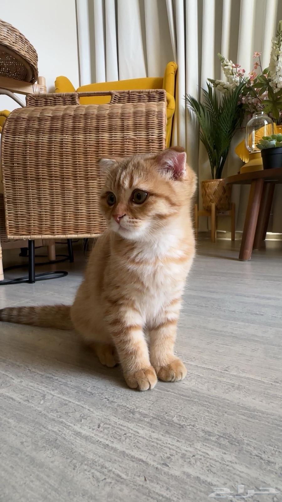 Scottish Fold and Street Kittens for Adoption at Symbolic Price64558987976707113