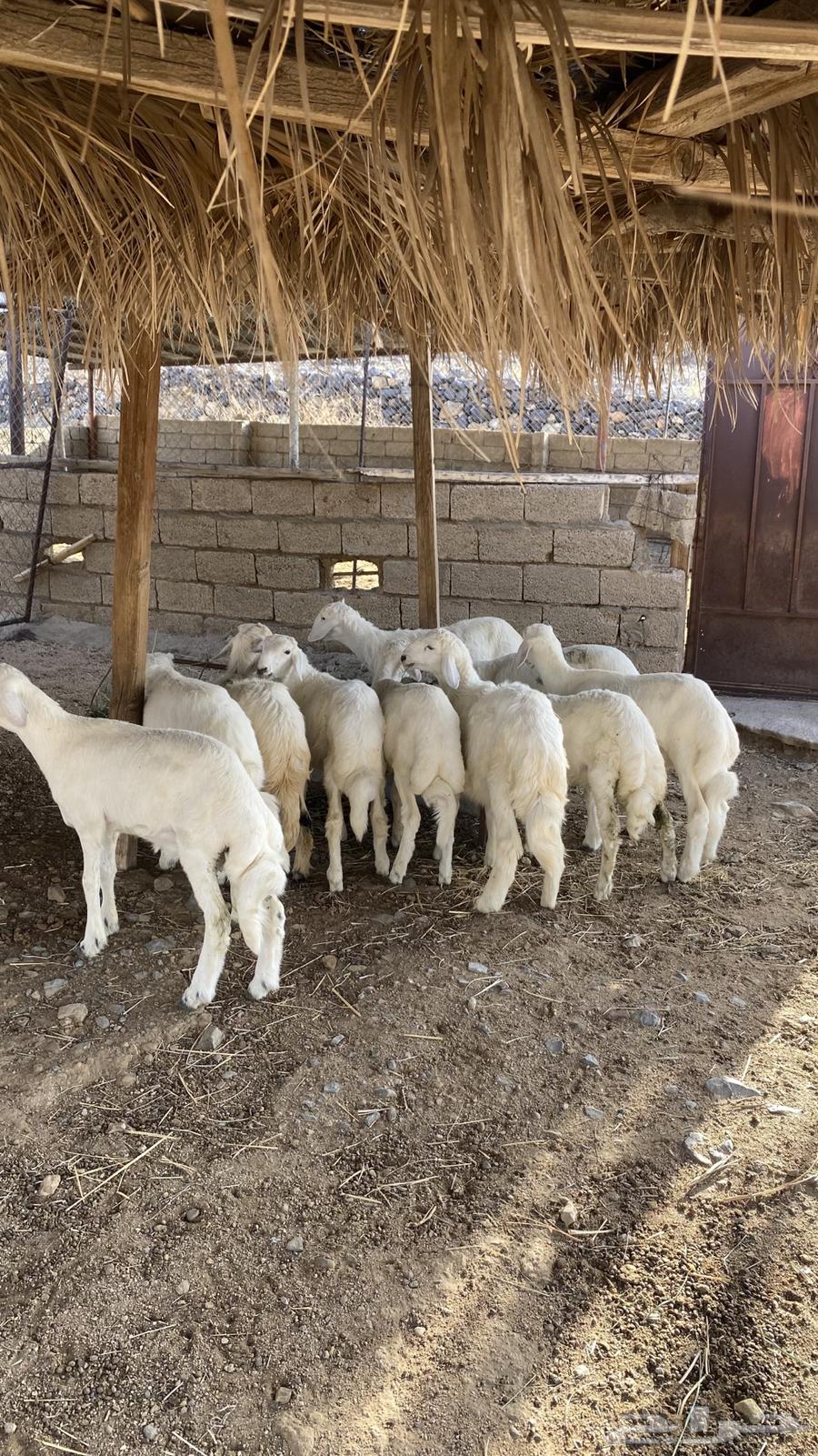 بهم كفو كله خرفان ( تم البيع )64558641926402112