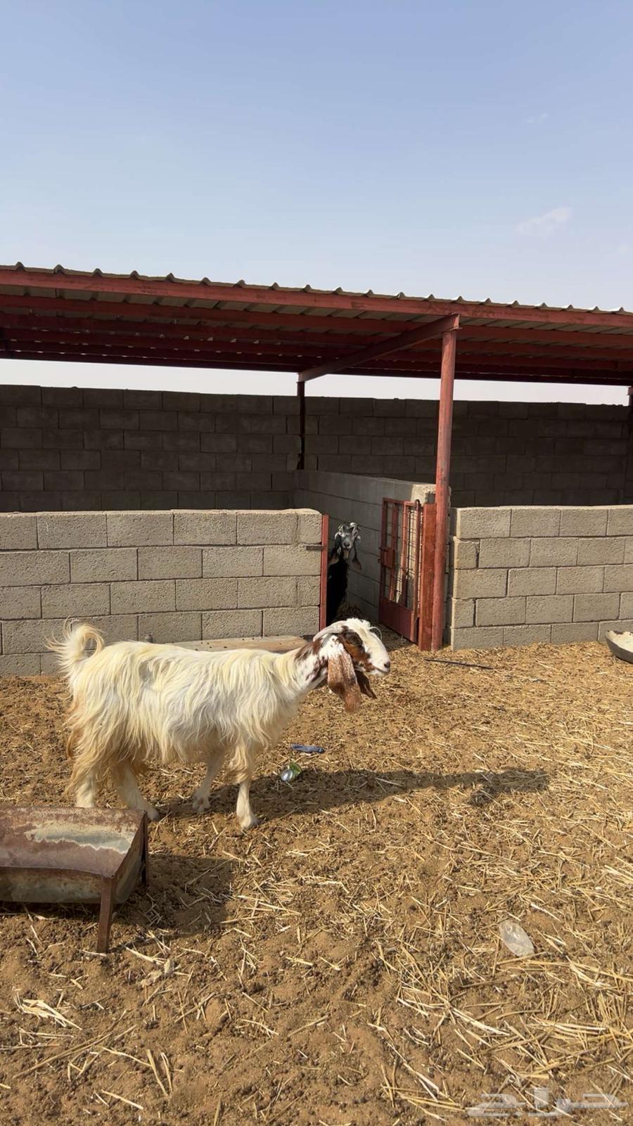 Sheep64557796367617111