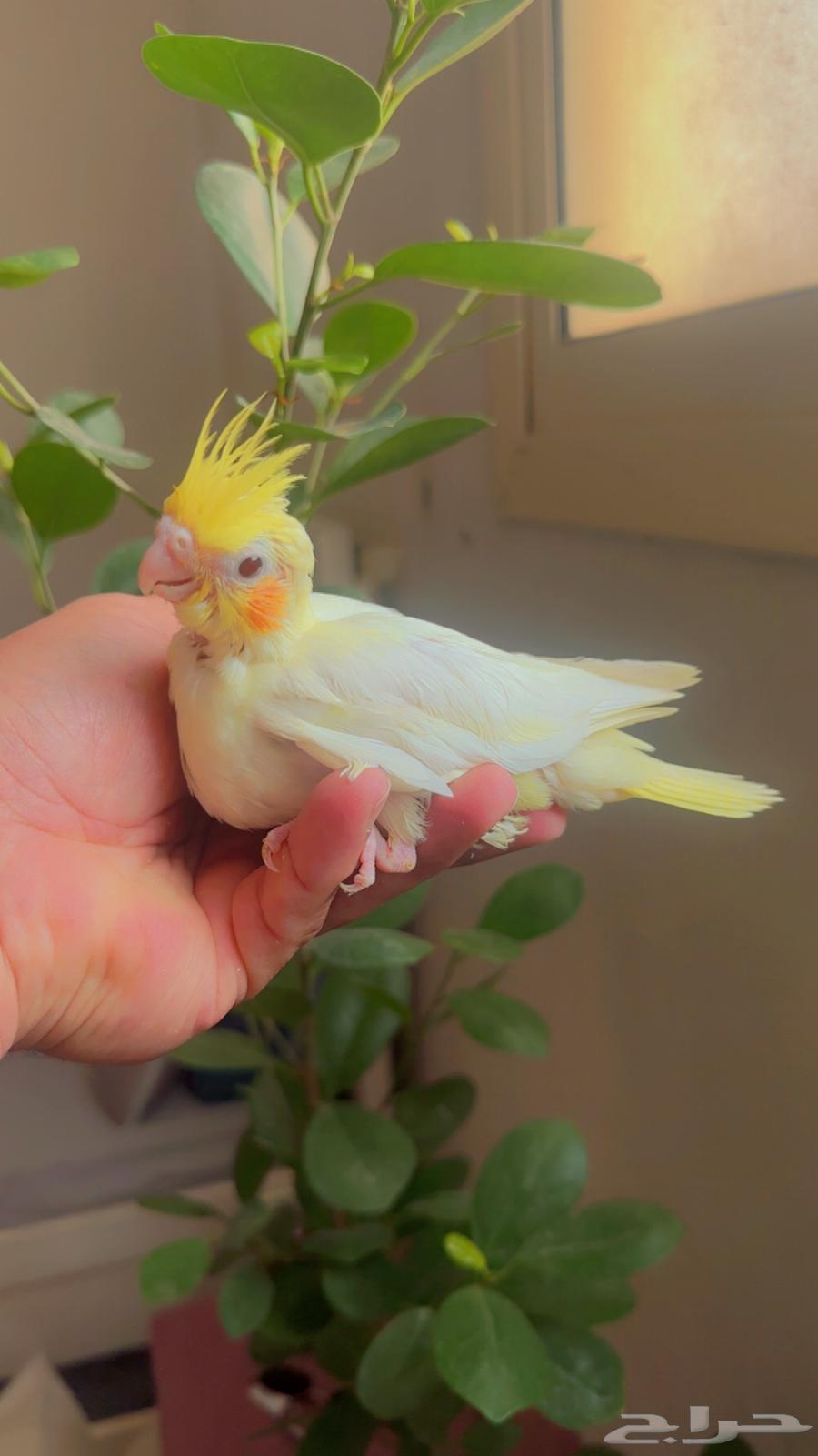 كراون لاتينو حجم جامبو اليف64504846533890110