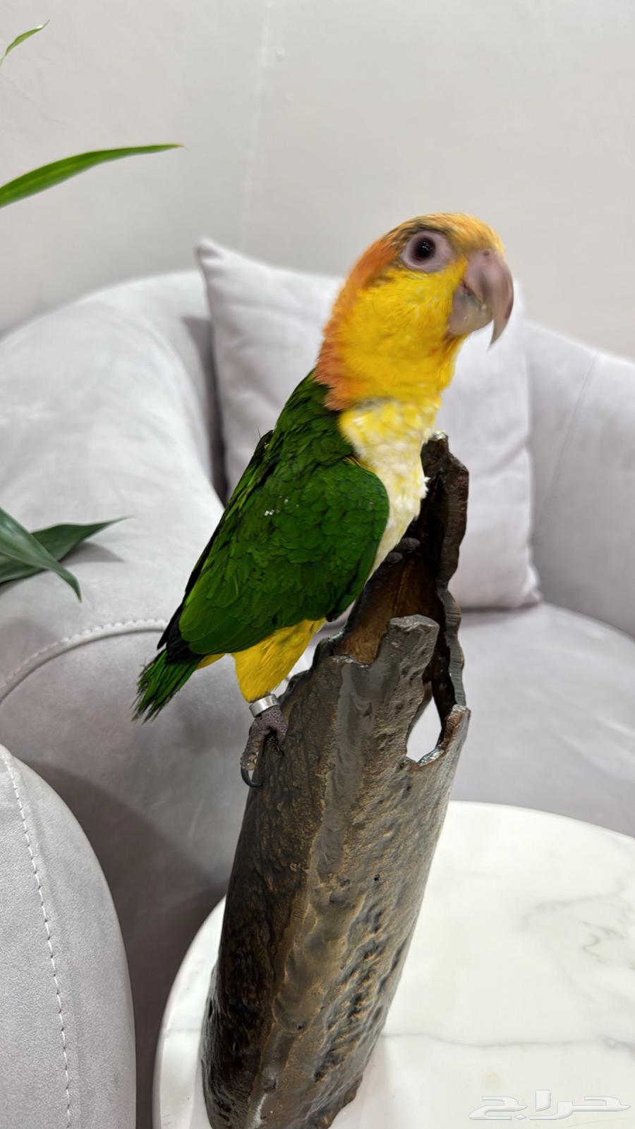 فرخ كايك وايت بلي64556539573377110