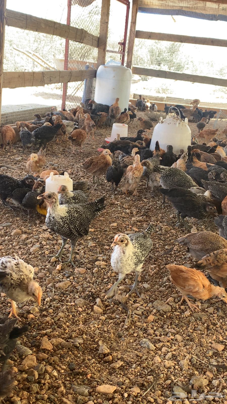 دجاج بلدي وفيومي ذهبي وشبابي64553426274049111