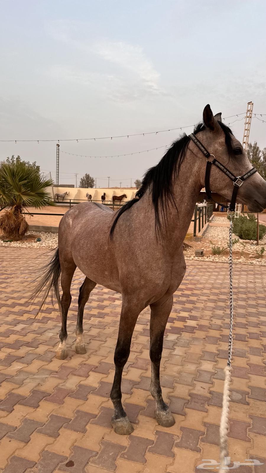 حصان واهو للبيع64560888695555111