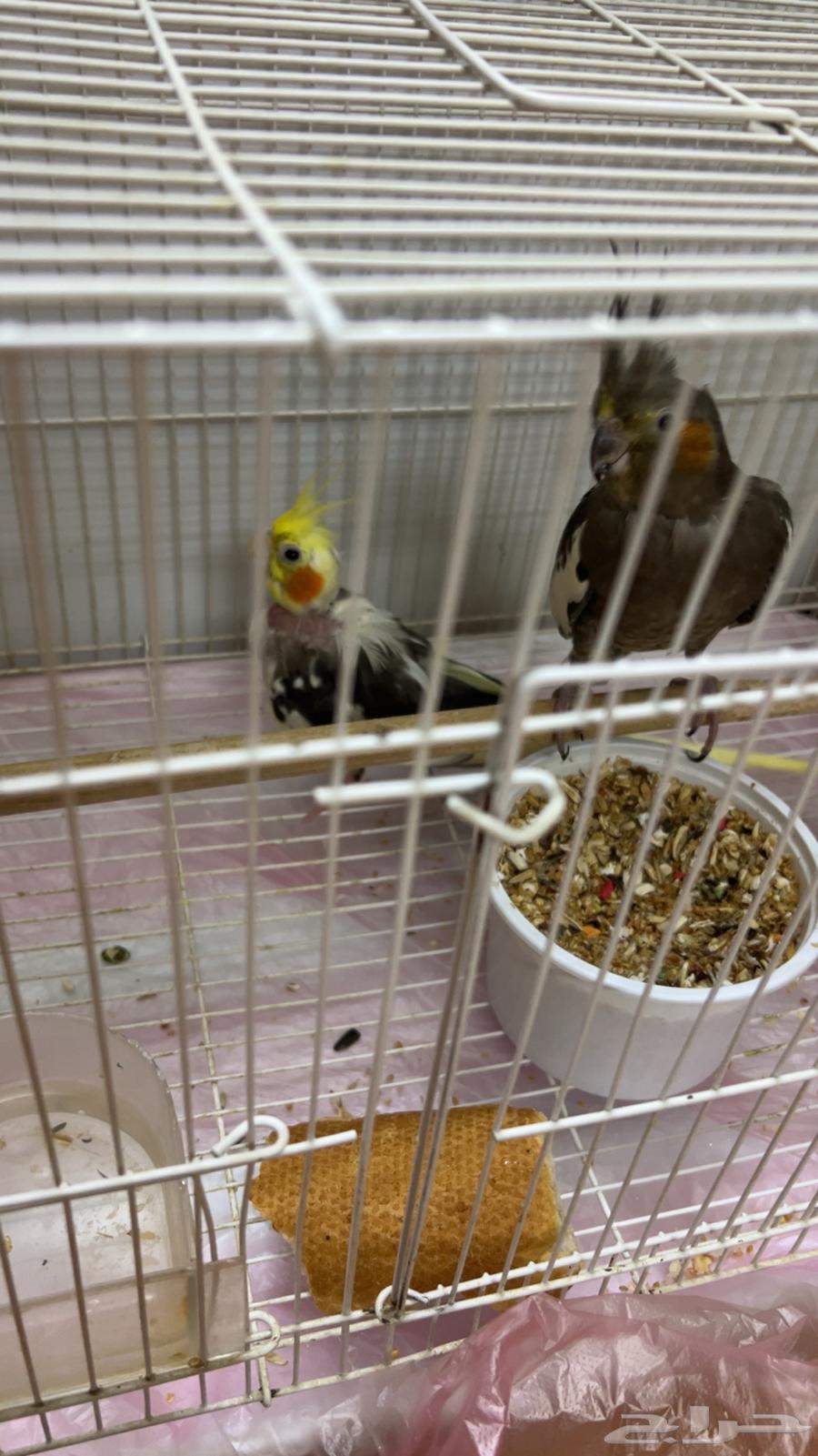 للبيع جوز كروان منتج مع فرخ64559449703171110