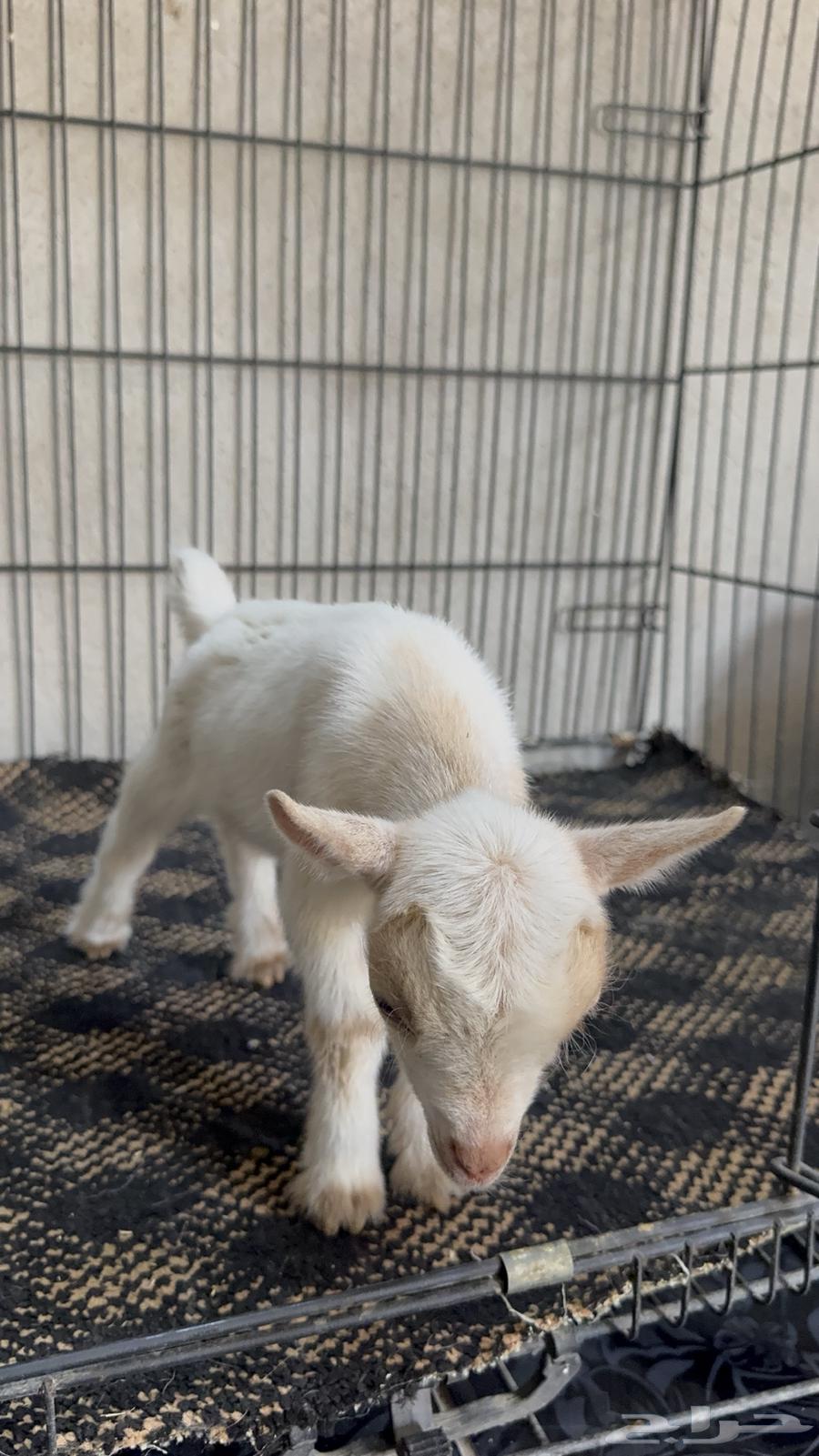 Dwarf64553638046593114