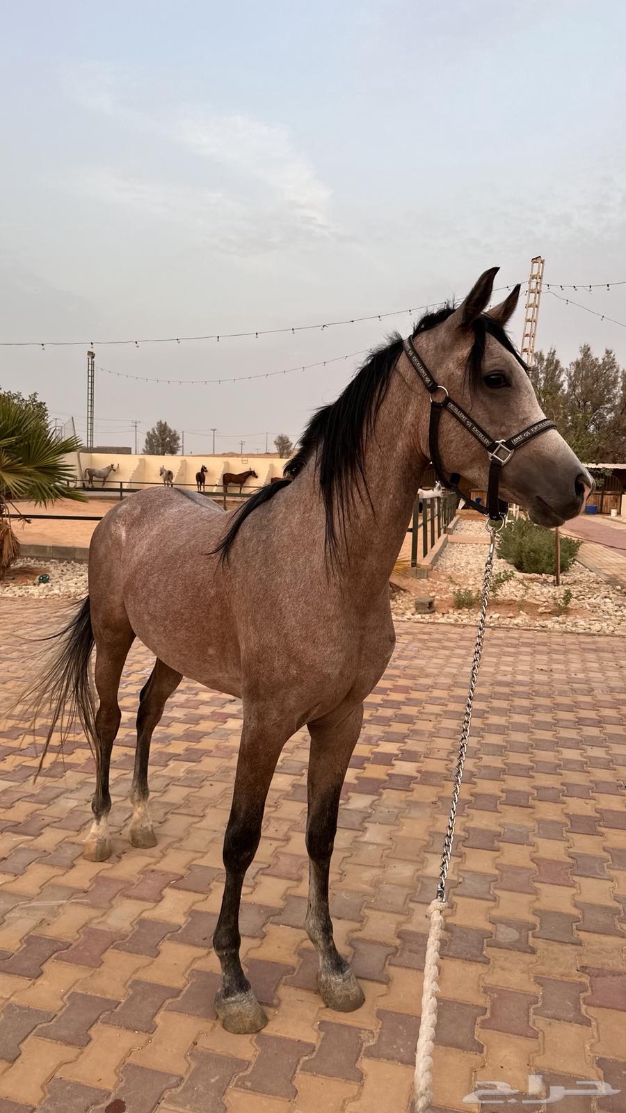 حصان واهو للبيع64560888695555112