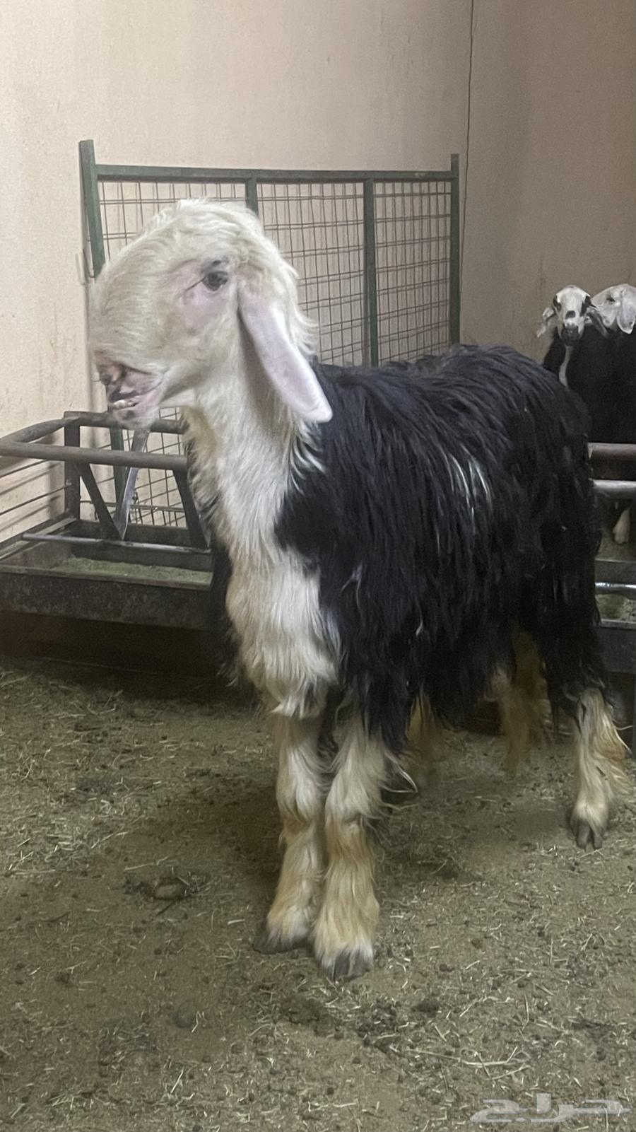 شياه نجد ( تم البيع )64562305288578114