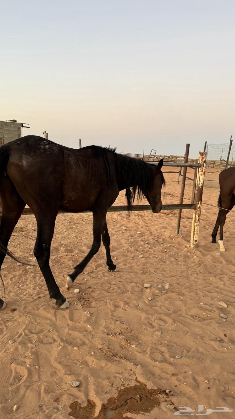 مهره انقليزيه64561967595267111