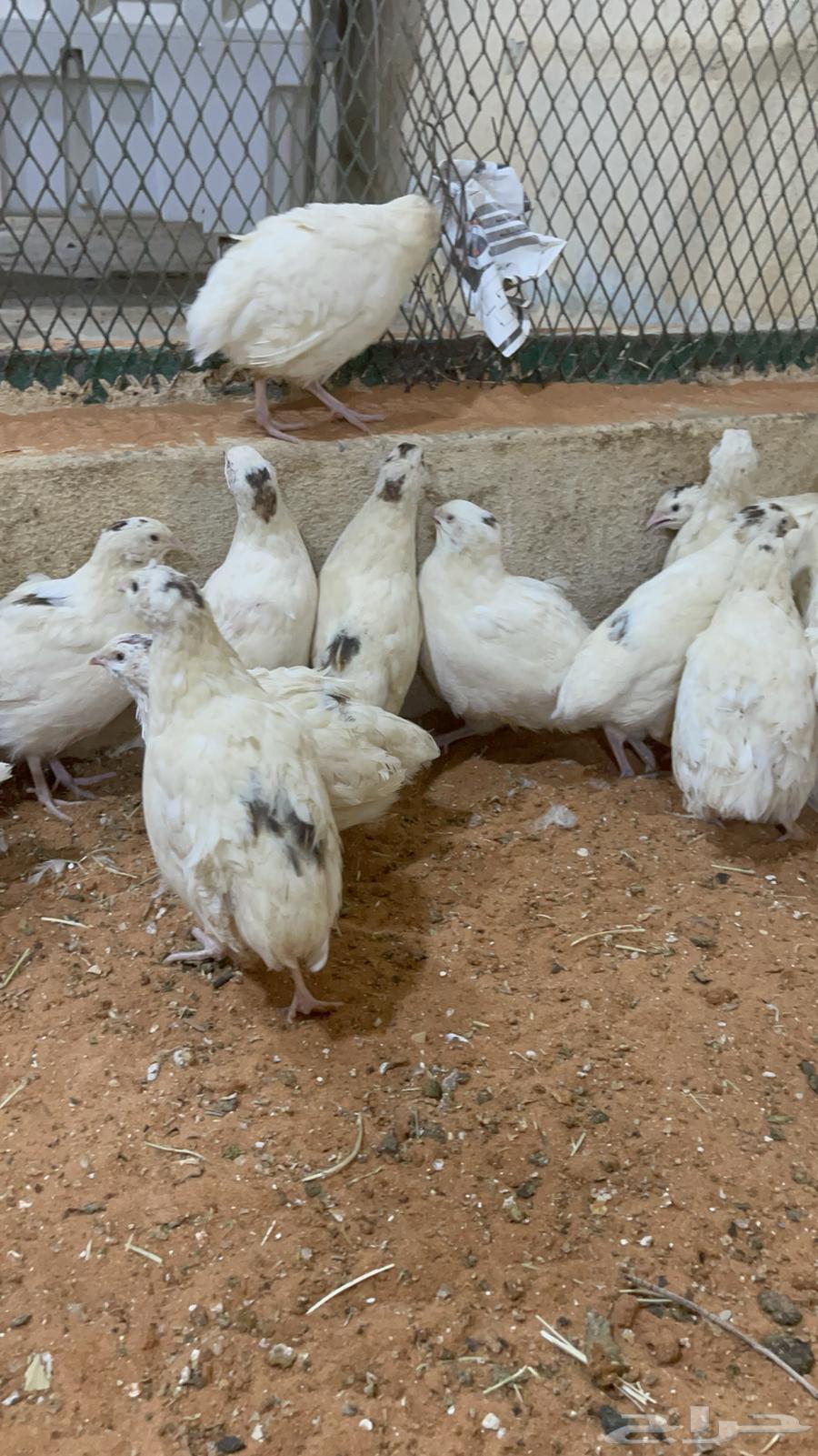 سمان تكساس بشاير  تم البيع64561194017795112