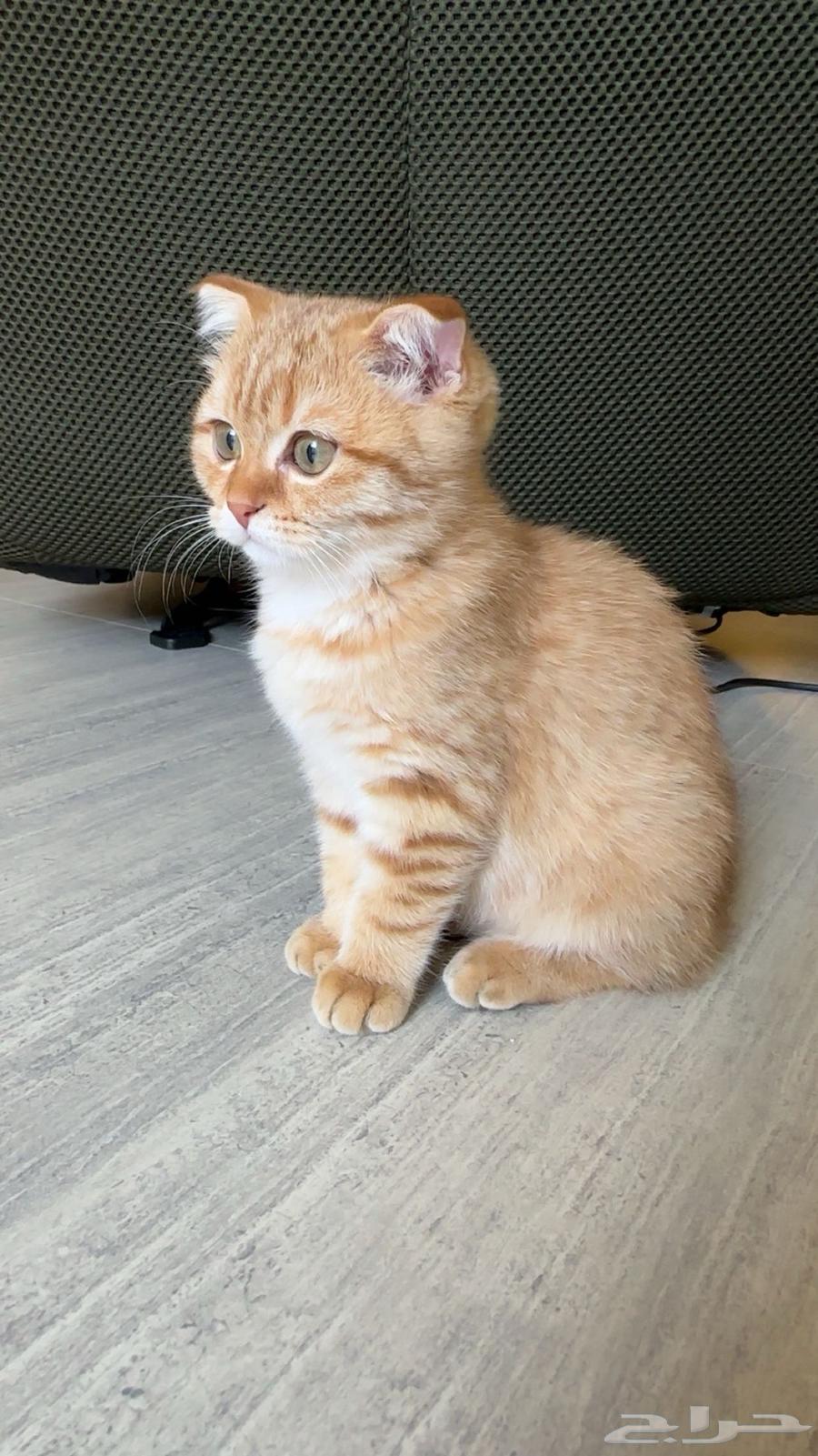 Scottish Fold and Street Kittens for Adoption at Symbolic Price64558987976707114