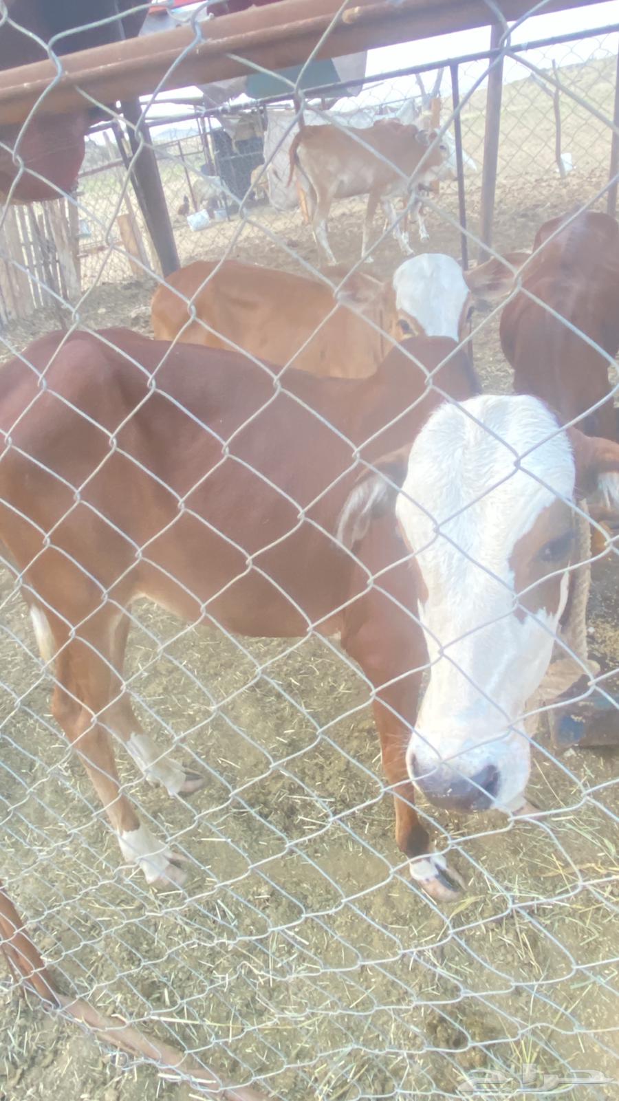 حسيل للبيع64558544518658110