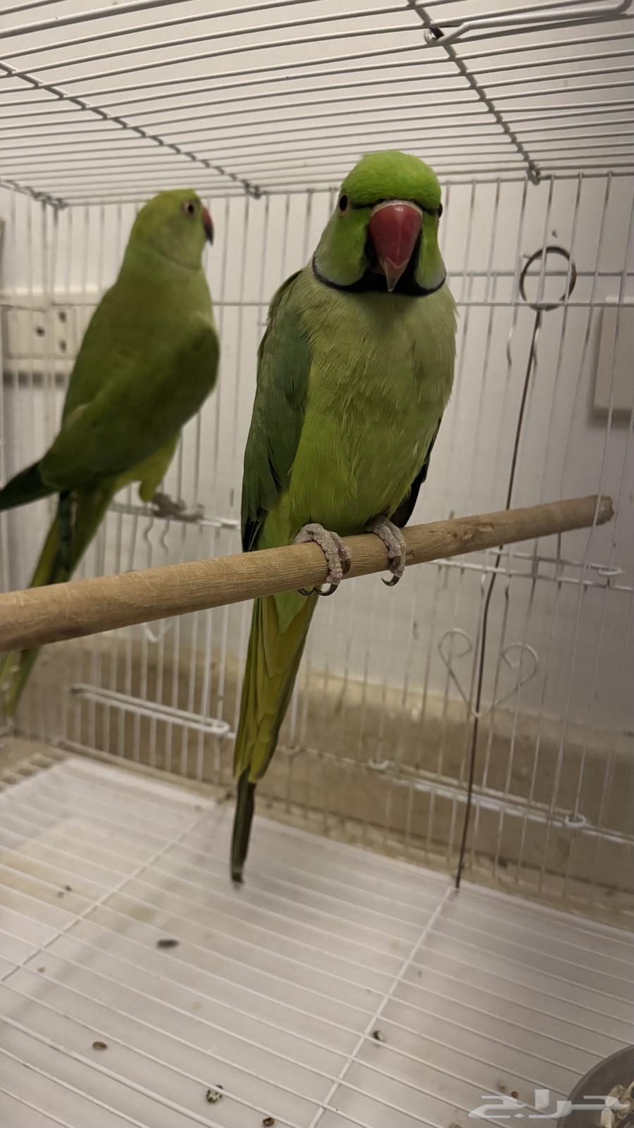 طيور الدره ذكر وانثى للبيع64560038434306110