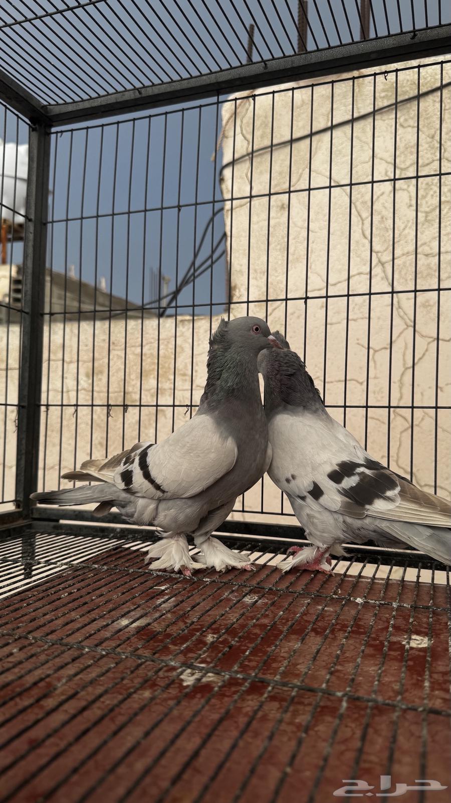 للبيع حمام تركي( تم البيع )64559393489795111