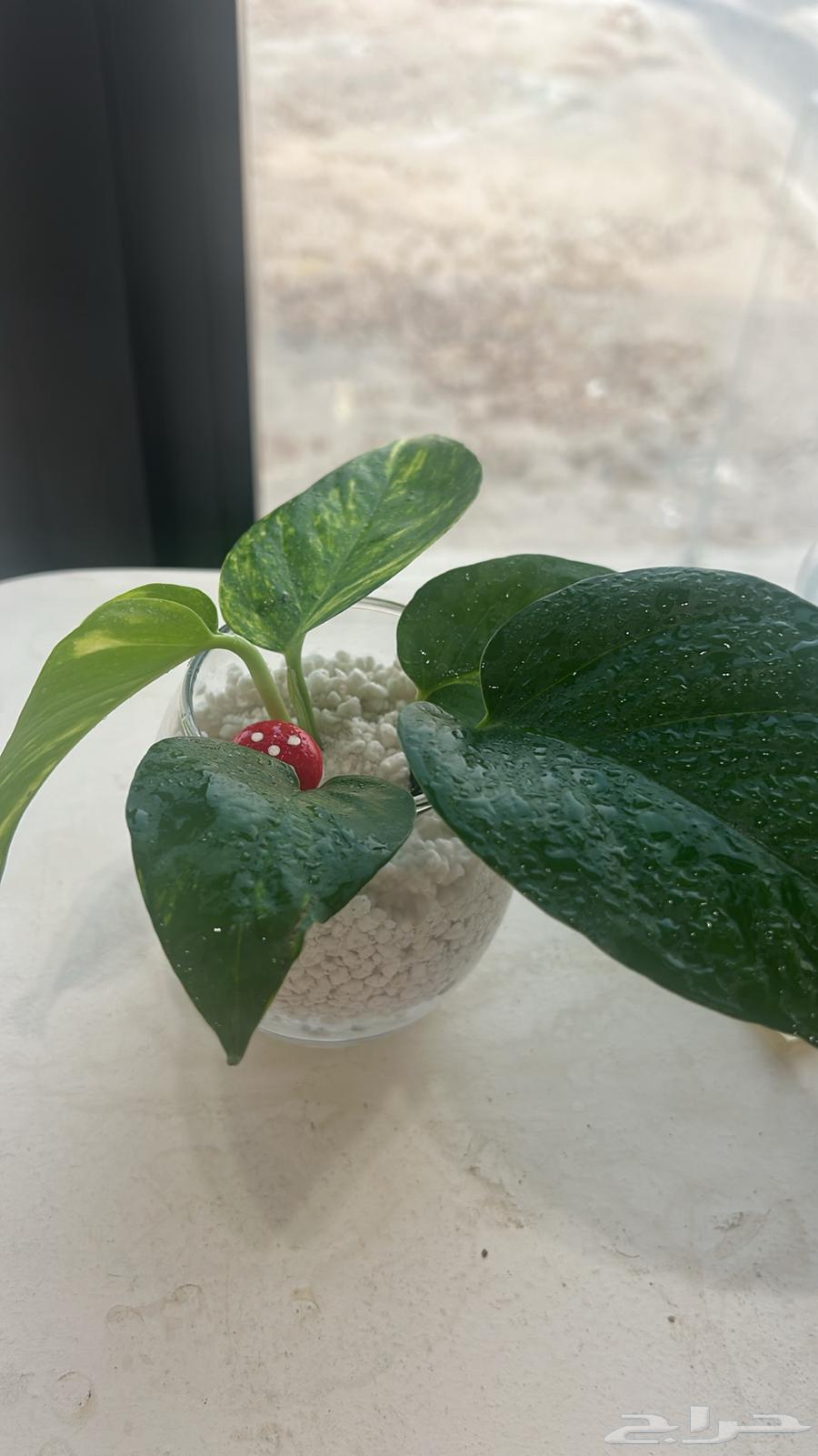 هدايا نبات البوتس الهولندي64555222066562111